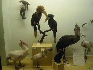 Assorted Birds
