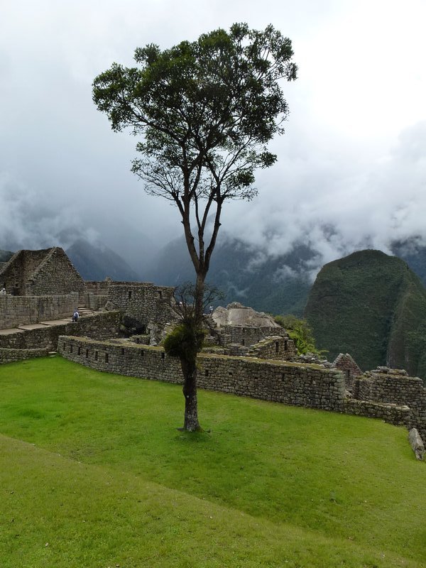 Tree at Machu Picchu