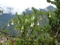 Hanging flowers at Machu Picchu