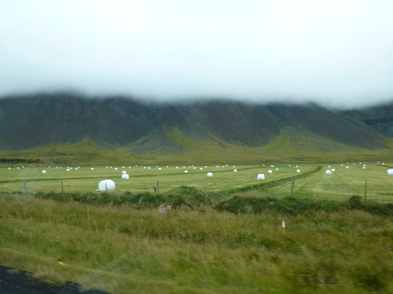 Fields of Marshmallows