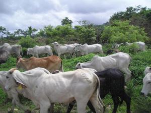 personal y cerca con las vacas