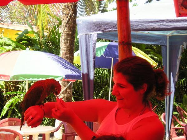 meredith and the obnoxious parrot2