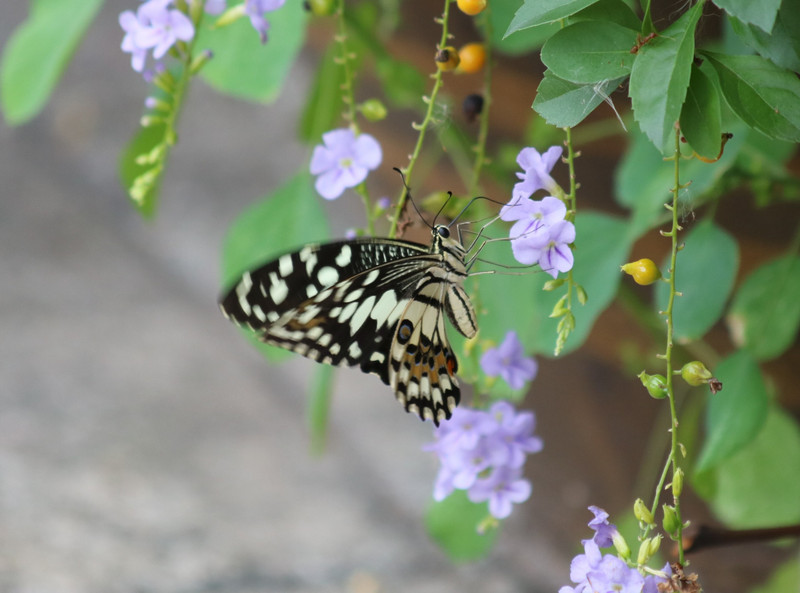 Butterfly (not an entomologist)