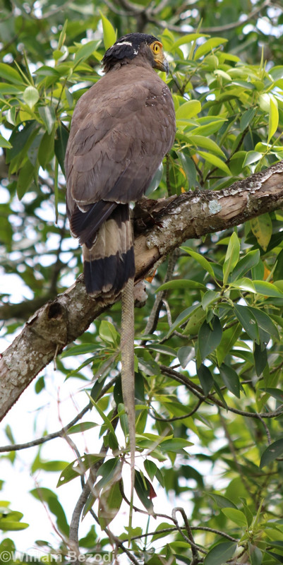 Crested Serpent Eagle with Snake