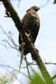 Crested Serpent Eagle with Snake