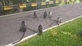 Silvered Langurs on the Road