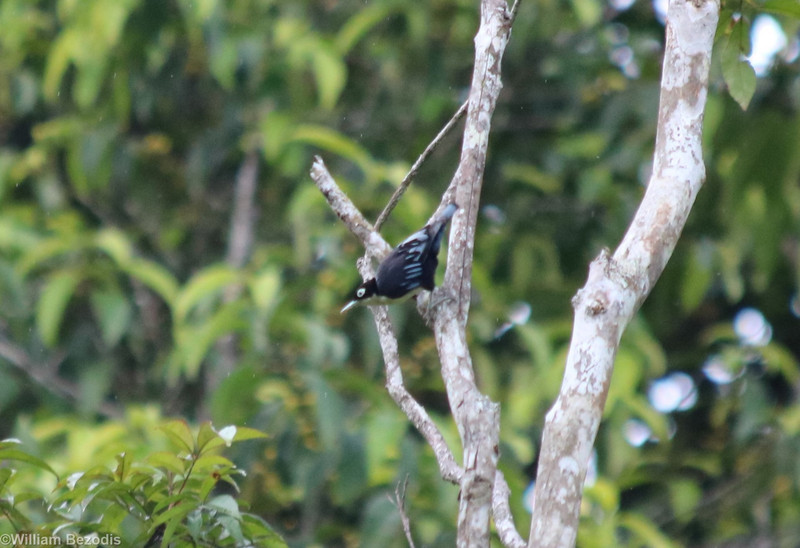 Blue Nuthatch