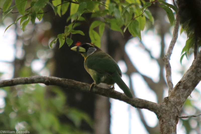 Fire-tufted Barbet