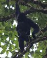Siamang Mother with Tiny Baby