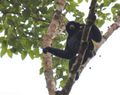 Adult Male Siamang