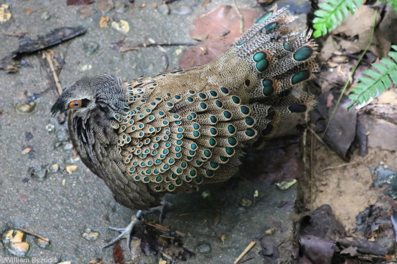 Male Peacock Pheasant