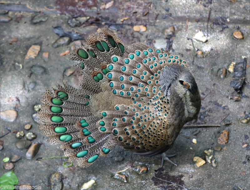 Male Peacock Pheasant Displaying