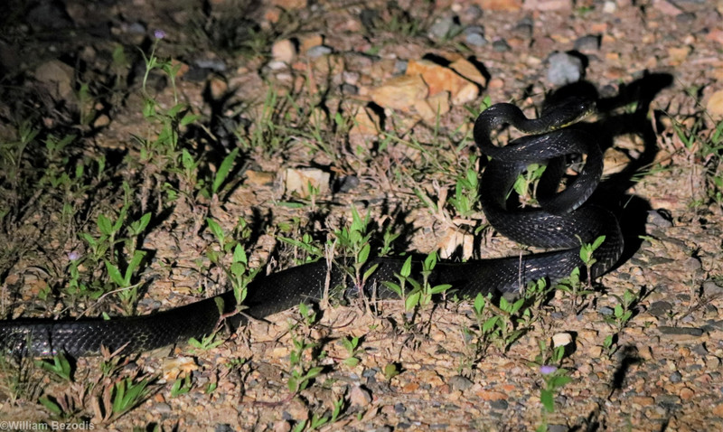 Black Snake Species