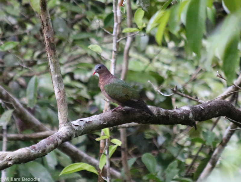 Grey-capped Emeral-dove