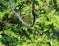 Black-bearded Bee-eater