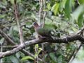 Grey-capped Emeral-dove