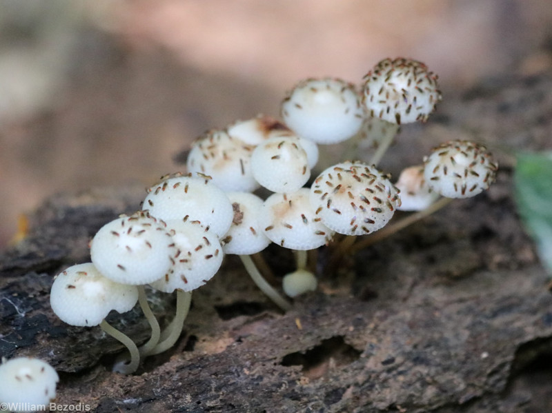 Fly-covered Mushrooms