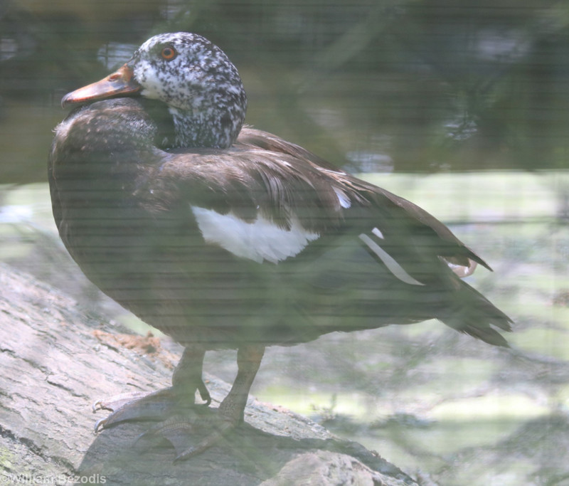White-winged WOod-duck