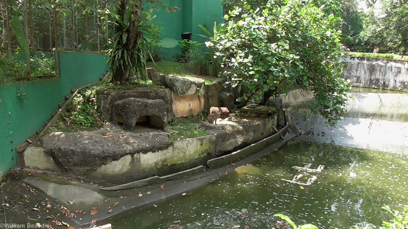 Puma Enclosure