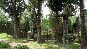 Orangutan Enclosure