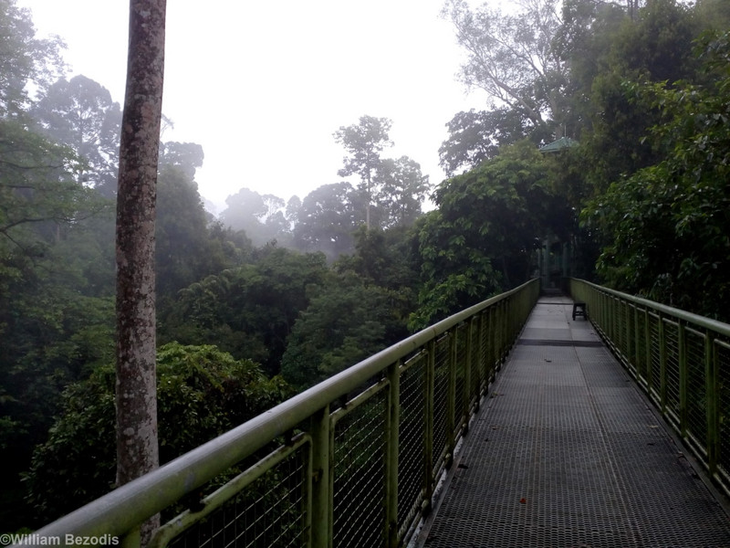 View From the Canopy Walkway