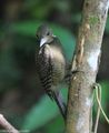 Buff-necked Woodpecker