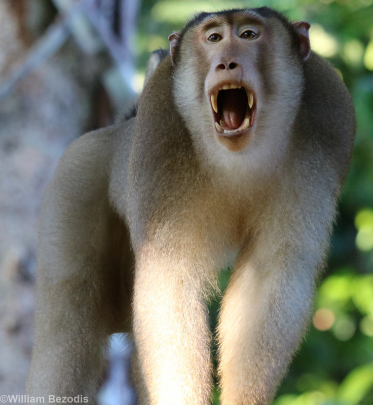 Pig-tailed Macaque