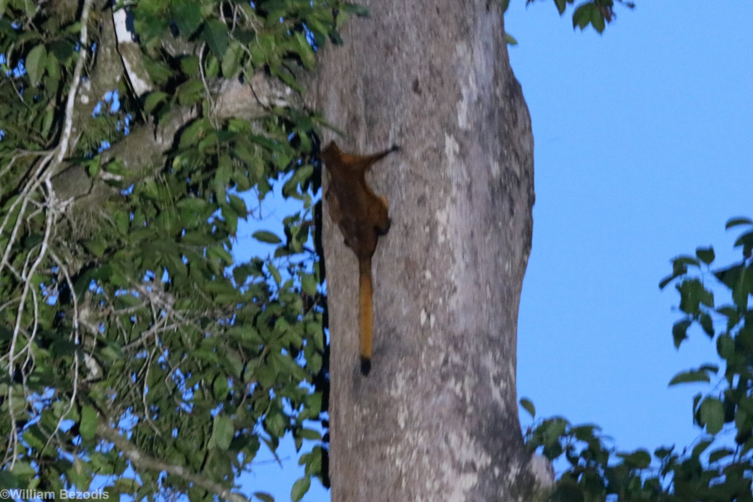 Red Giant Flying Squirrel | Photo