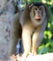 Pig-tailed Macaque