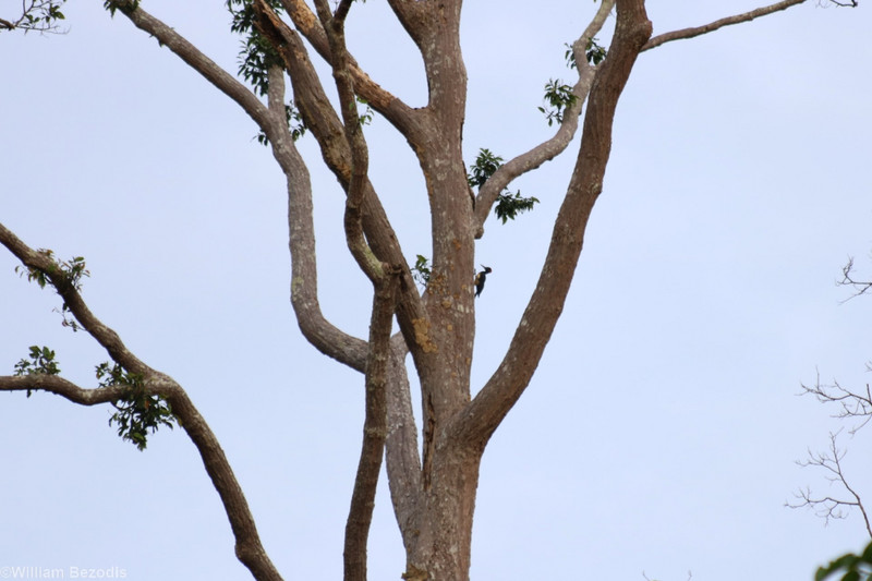 White-bellied Woodpecker in Emergent Tree