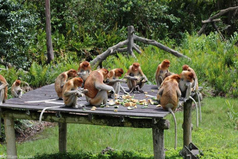 Proboscis Monkeys at Feeding Table