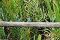 Collared Kingfisher