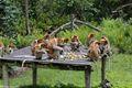 Proboscis Monkeys at Feeding Table