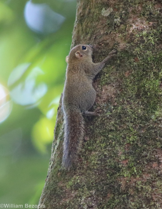 Bornean Pygmy Squirrel