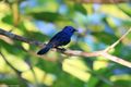 Black-naped Monarch