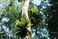 Epiphytic Ferns