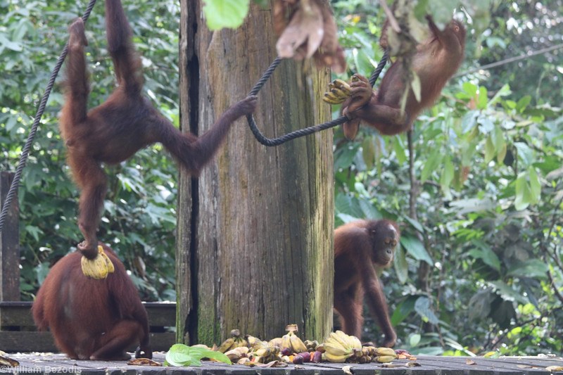 Orangutans at Feeding STation