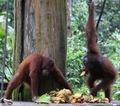 Orangutans at Feeding Station