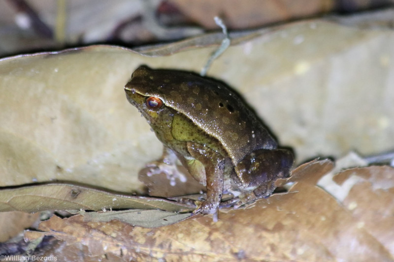 Leaf Lookalike Frog