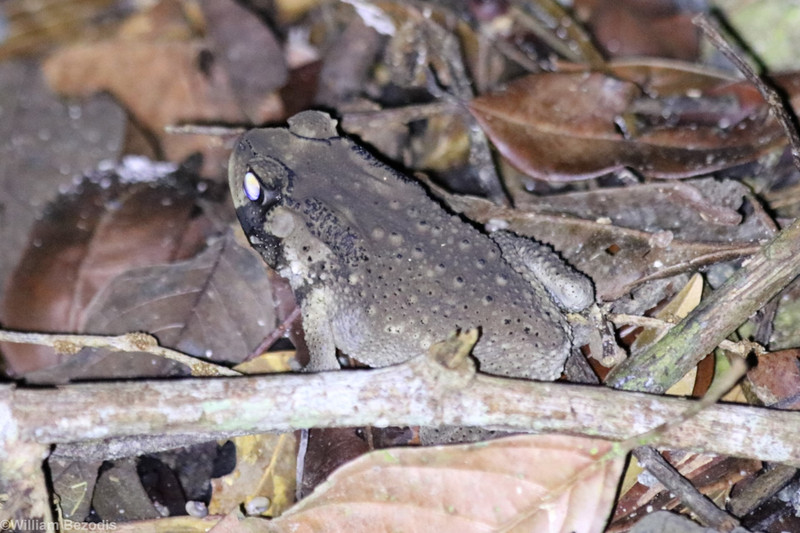 Night Toad