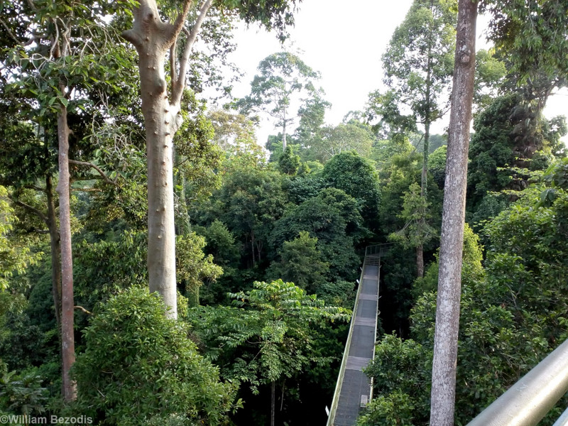 View of the Canopy Walkway from the Watch Tower