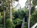 View of the Canopy Walkway from the Watch Tower