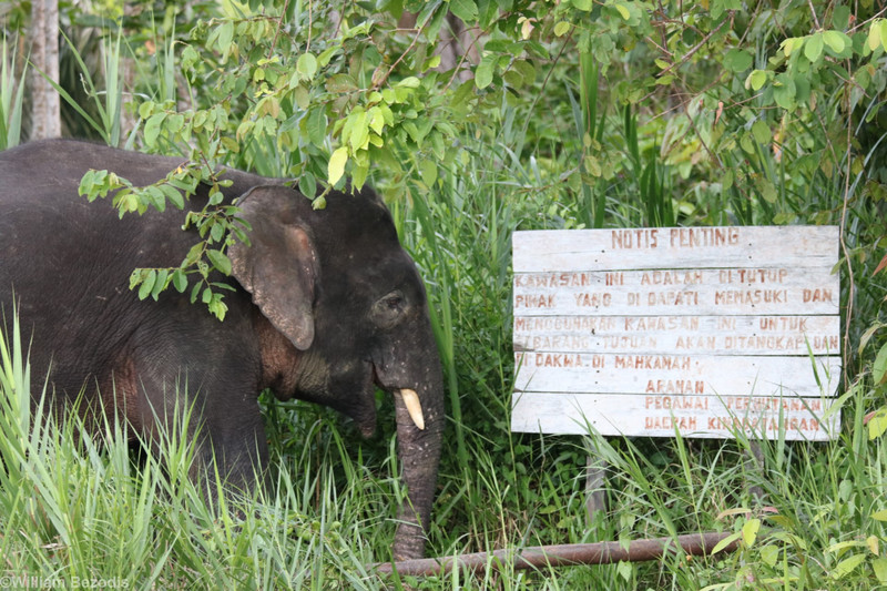 Bornean Pygmy Elephant Reading Sign