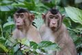 Pig-tailed Macaques