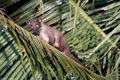 Bornean Striped (Small-toothed) Palm Civet