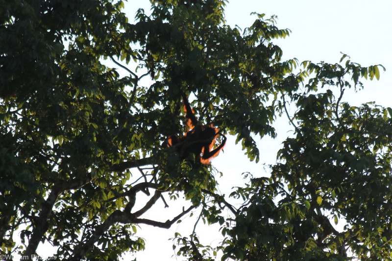 Orangutan at Sunrise