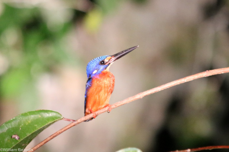 Blue-eared Kingfisher at Night