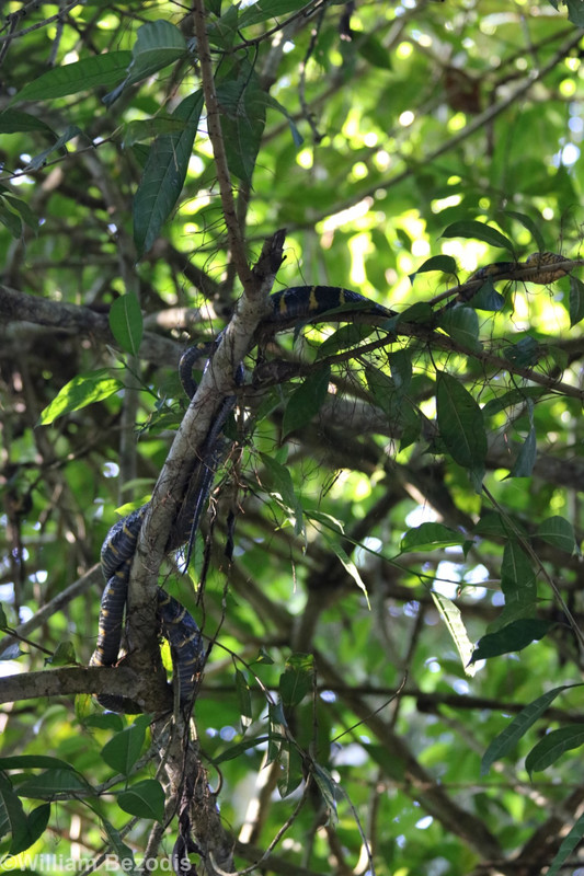 Mangrove Snake