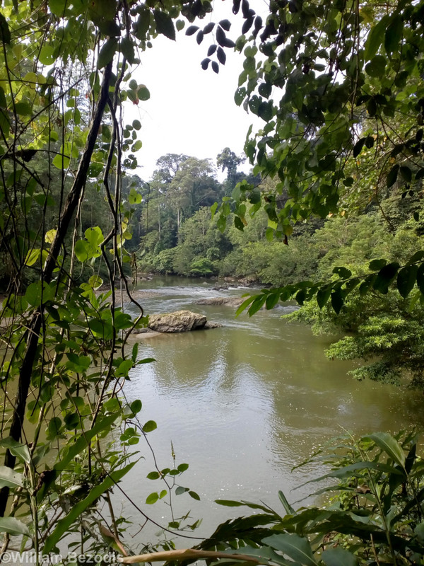 View of the Segama River
