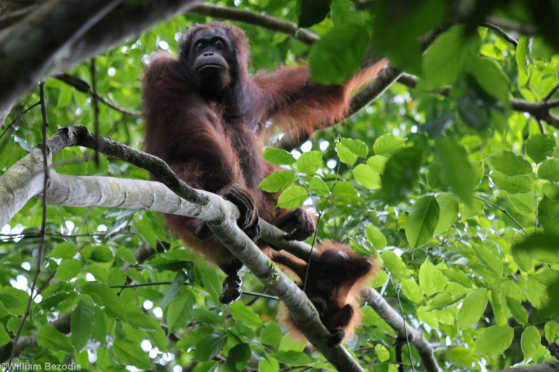 Orangutan Mother and Baby